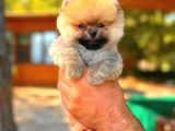 Orange Teacup Di̇şi̇ Pomerani̇an