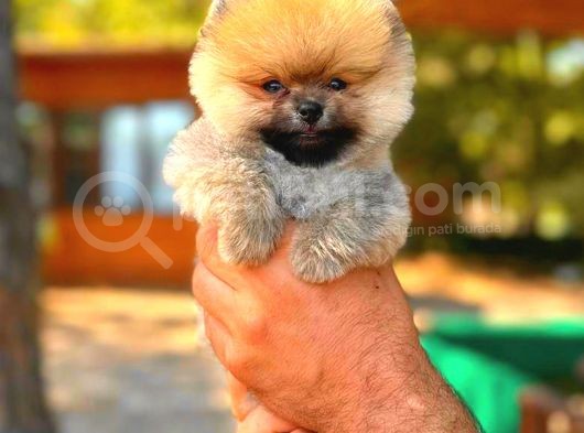 Orange Teacup Di̇şi̇ Pomerani̇an görsel