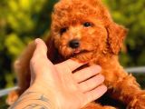 Red Toy Poodle Erkek