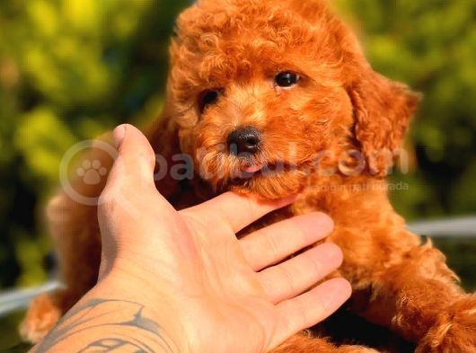 Red Toy Poodle Erkek görsel