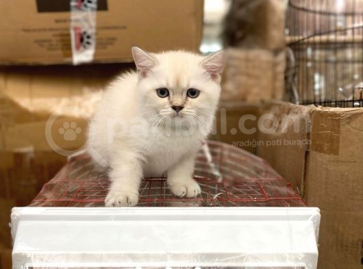 Bluepoi̇nt Bri̇ti̇sh Shorthai̇r Bebekleri̇mi̇z görsel