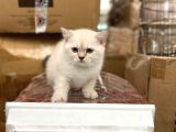 Bluepoi̇nt Bri̇ti̇sh Shorthai̇r Bebekleri̇mi̇z