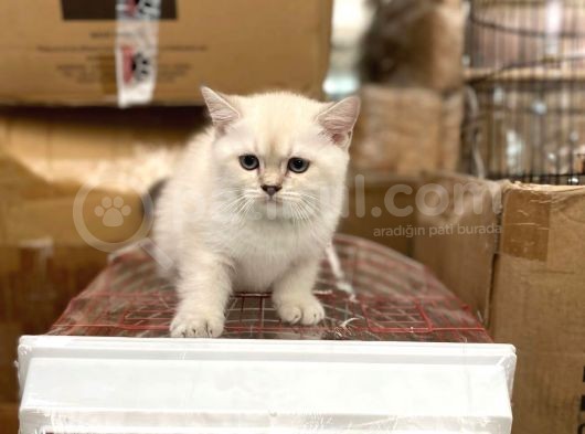 Bluepoi̇nt Bri̇ti̇sh Shorthai̇r Bebekleri̇mi̇z görsel
