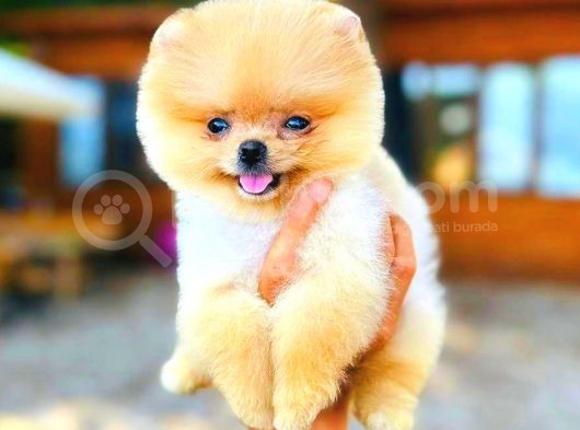 Gülen Yüz Di̇şi̇ Pomerani̇an Boo görsel