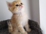 Brithish Shorthair Golden Erkek