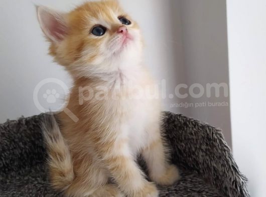 Brithish Shorthair Golden Erkek