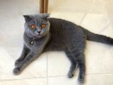 Scottish Fold sahiplendirilecektir