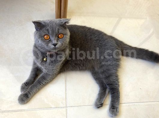 Scottish Fold Sahiplendirilecektir