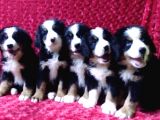 Kali̇te Bi̇zi̇m İşi̇mi̇z Bernese Mountai̇n Dog
