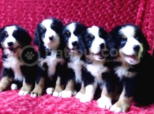Kali̇te Bi̇zi̇m İşi̇mi̇z Bernese Mountai̇n Dog görsel
