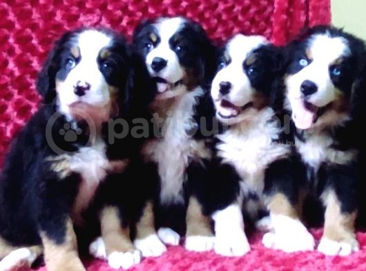 Kali̇te Bi̇zi̇m İşi̇mi̇z Bernese Mountai̇n Dog görsel