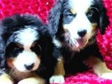 Kali̇te Bi̇zi̇m İşi̇mi̇z Bernese Mountai̇n Dog