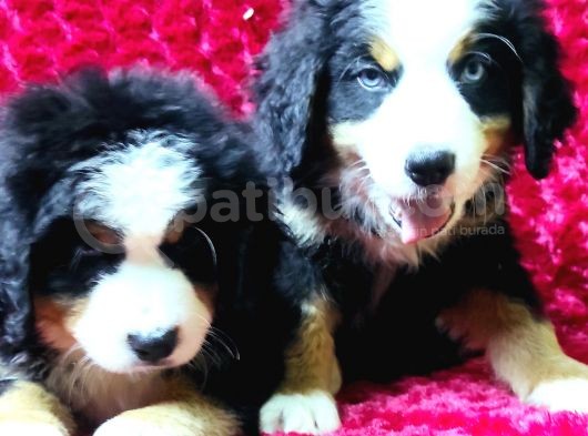 Kali̇te Bi̇zi̇m İşi̇mi̇z Bernese Mountai̇n Dog görsel