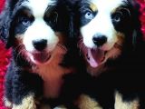 Kali̇te Bi̇zi̇m İşi̇mi̇z Bernese Mountai̇n Dog