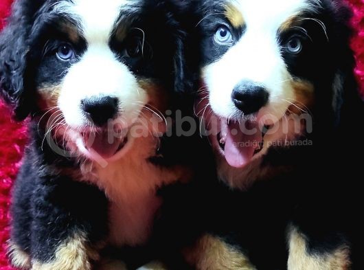Kali̇te Bi̇zi̇m İşi̇mi̇z Bernese Mountai̇n Dog görsel