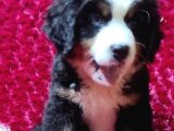 KALİTE BİZİM İŞİMİZ BERNESE MOUNTAİN DOG