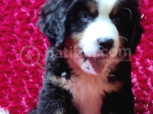 Kali̇te Bi̇zi̇m İşi̇mi̇z Bernese Mountai̇n Dog