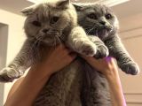 Scottish Fold Sahiplendirilecektir