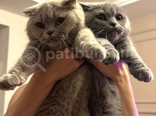 Scottish Fold Sahiplendirilecektir görsel