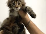 Yavru Maine Coon Full şecereli