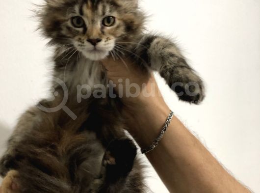 Yavru Maine Coon Full Şecereli