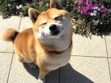 Shiba İnu Minyatür orjinal safkan garantili
