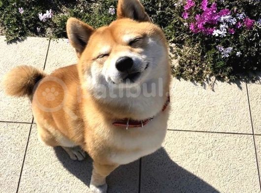 Shiba İnu Minyatür Orjinal Safkan Garantili