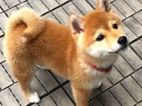 Shiba İnu Minyatür Orjinal Safkan Garantili