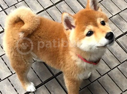 Shiba İnu Minyatür Orjinal Safkan Garantili görsel