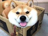 Shiba İnu Minyatür Orjinal Safkan Garantili