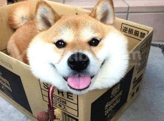 Shiba İnu Minyatür Orjinal Safkan Garantili görsel