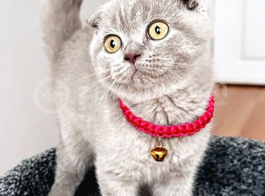 Lilac Dişi Safkan Scottish Bebeğimiz görsel