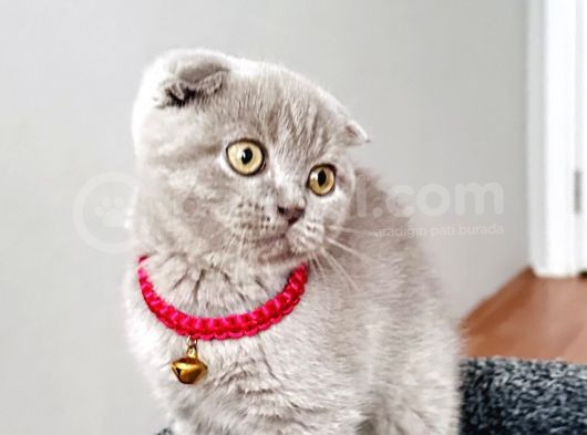 Lilac Dişi Safkan Scottish Bebeğimiz görsel