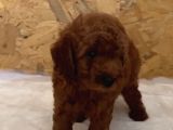 Sevimli Kore Ve Toy Poodle Bebekler