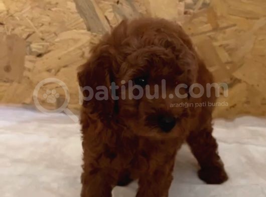 Sevimli Kore Ve Toy Poodle Bebekler görsel