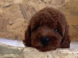 Sevimli Kore ve Toy Poodle Bebekler
