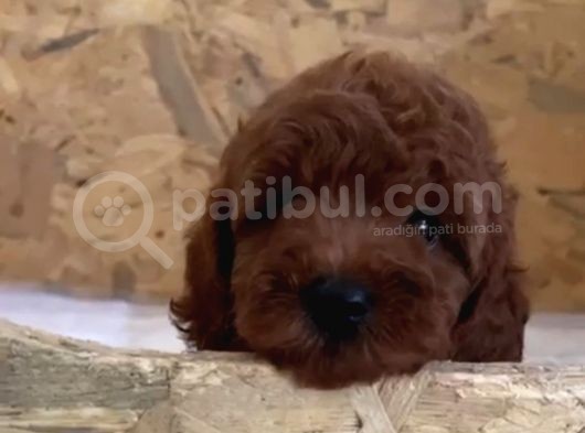 Sevimli Kore Ve Toy Poodle Bebekler