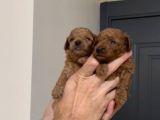 Sevimli Kore Ve Toy Poodle Bebekler