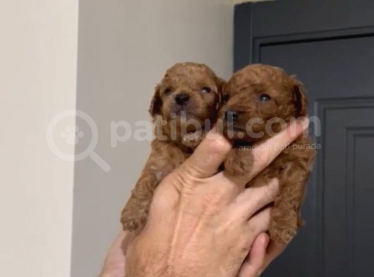 Sevimli Kore Ve Toy Poodle Bebekler görsel