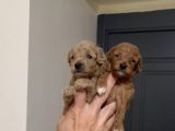 Sevimli Kore Ve Toy Poodle Bebekler