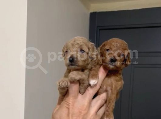 Sevimli Kore Ve Toy Poodle Bebekler görsel