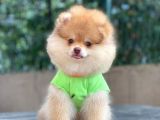 Çift renk pomeranian oğlum carlos