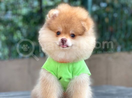 Çift Renk Pomeranian Oğlum Carlos