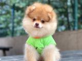 Çift Renk Pomeranian Oğlum Carlos