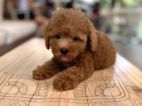 Mini Boy Toy Poodle Oglumuz