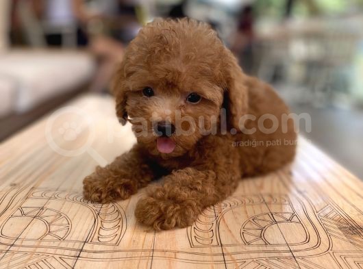 Mini Boy Toy Poodle Oglumuz görsel