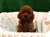 Safkan Üst Düzey Kali̇tede Aşili Poodle Bebekler