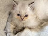 Orijinal British Longhair Bluepoint Dişi Yavru