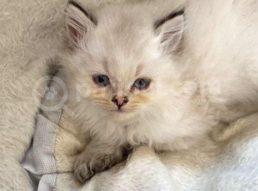 Orijinal British Longhair Bluepoint Dişi Yavru görsel