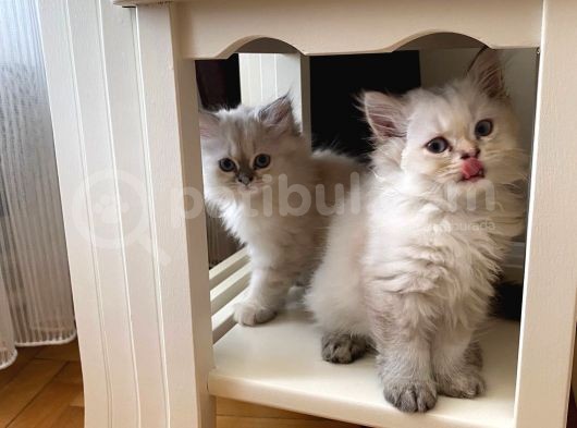 Orijinal British Longhair Bluepoint Dişi Yavru görsel
